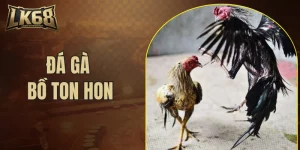 đá gà bồ Ton hon