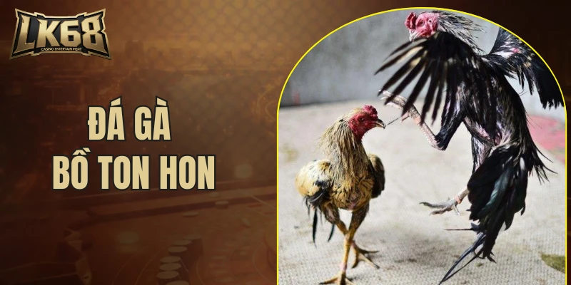 đá gà bồ Ton hon