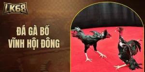 đá gà bồ Vĩnh Hội Đông