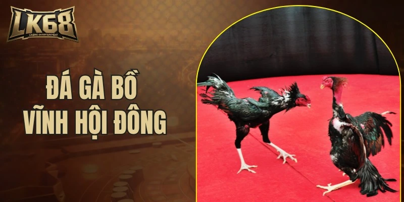 đá gà bồ Vĩnh Hội Đông