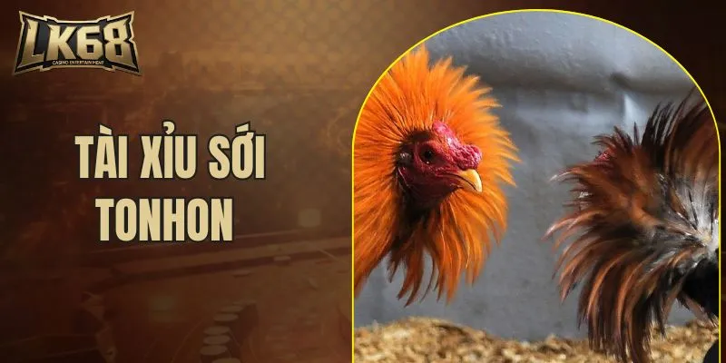 tài xỉu sới Tonhon